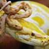 KARLSRUHE (lsw)   Im Vivarium des Naturkundemuseums schlängelt sich eine lebende etwa zehn Tage alte Albino Tiger Python (lateinisch: Python Molurus Bivittatis) über den Kopf des männlichen Elterntiers. Die Schlangenart stammt aus Südostasien, wird bis zu sieben Meter lang und erreicht etwa ein Alter von 25 Jahren. Insgesamt Bestand das Gelege in Karlsruhe aus 20 Eiern, nach dreimonatiger Brutzeit sind daraus 17 kleine Schlangen geschlüpft. Durch den Albino Effekt wird die Hautfarbe gelb. Drei der Jungtiere sind derzeit im Vivarium für die Öffentlichkeit zu sehen.