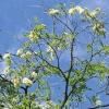 LOHR (wde)   Unser Leser Ernst Richstein hat uns darauf aufmerksam gemacht, dass am Lohrer Valentinusberg ein Ast einer Akazie in voller Blüte steht – mitten im August. Normalerweise blühen diese Bäume im Mai. Laut Richstein hatte der Ast vor einiger Zeit sämtliche Blätter abgeworfen, bevor er nun zu blühen begann.FOTO W. DEHM