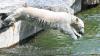 Der im Dezember 2007 geborene Eisbär Wilbär springt im Eisbärengehege in der Stuttgarter Wilhelma von einem Felsen ins Wasser. Der acht Monate alte Eisbär ist zum Publikumsliebling herangewachsen und beschert dem Zoo einen kräftigen Zuwachs an Besuchern.