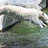 Der im Dezember 2007 geborene Eisbär Wilbär springt im Eisbärengehege in der Stuttgarter Wilhelma von einem Felsen ins Wasser. Der acht Monate alte Eisbär ist zum Publikumsliebling herangewachsen und beschert dem Zoo einen kräftigen Zuwachs an Besuchern.