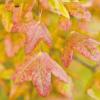Main-Spessart (wop) Der Französische Ahorn (Acer monspessulanum), auch Felsen-Ahorn oder Burgen-Ahorn genannt, kommt in Deutschland östlich des Rheins nur noch in Unterfranken vor. Im Landkreis Main-Spessart findet man diesen drei bis zehn Meter hohen Baum hauptsächlich in den Naturschutzgebieten Ruine Homburg, Kalbenstein und Mäusberg. Der seltene Baum fällt durch seine herrliche Herbstfärbung auf. Seine charakteristischen dreilappigen Blätter leuchten in der Sonne intensiv rot.