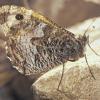 Main-Spessart (wop)   Nur noch an ganz wenigen Stellen im Landkreis Main-Spessart ist die Rostbinde, ein seltener Tagfalter, im September zu sehen. Die Rostbinde (Hipparchia semele) fliegt in Gebieten mit spärlich bewachsenen Kalk-Magerrasen. In den Naturschutzgebieten Kalbenstein bei Karlstadt, Ruine Homburg bei Gössenheim und Ammerfeldplatte bei Aschfeld kann man mit etwas Glück diesen seltenen Falter noch beobachten. Die Rostbinde setzt sich gerne mit hochgeklappten Flügeln auf den Boden oder an Stämme der Waldkiefer. Hier ist der Falter durch die graubraun marmorierte Flügelunterseite hervorragend getarnt. Die Rostbinde legt ihre Eier an verschiedenen Gräsern ab. Die Raupe schlüpft noch im Herbst und überwintert versteckt im Boden. Allerdings wird dieser schöne Tagfalter immer seltener; er ist in den vergangenen Jahren bereits aus vielen Gegenden im Landkreis völlig verschwunden.
