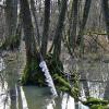 Von seiner Quelle bei Bischwind bis zur Mündung in den Main bei Heidenfeld bietet der Unkenbach viel unberührte Natur. Vor allem in den Naturschutzgebieten nimmt der Bach seinen natürlichen Lauf und mäandert durch urtümliche Auwälder.
