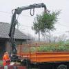 Gemünden (nakl)   Es sind zwar noch ein paar Tage, ehe der Gemündener Weihnachtsmarkt am 13. und 14. Dezember seine Pforten für die Besucher öffnet. Hinter den Kulissen laufen die Vorbereitungen aber bereits auf Hochtouren. Wie zum Beispiel auf dem Gelände des Gemündener Bauhofes. Dort sind am Mittwochnachmittag die frisch geschlagenen Weihnachtsbäume angekommen, die in ein paar Tagen den Marktplatz schmücken werden. Unser Bild zeigt Mitarbeiter des Bauhofes beim Abladen.