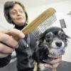 Tierfriseurin Paula Ott kämmt in Bad Waldsee im Tierhotel der Hündin Octavia das Fell. Im November 2008 öffnete das Tier-Service-Zentrum.