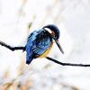 Gerolzhofen (fei)   Der Eisvogel ist der Vogel des Jahres 2009. Lang anhaltende Minustemperaturen ließen in diesen Tagen die Bäche zufrieren. Der Eisvogel im Bild hat glücklicherweise eine offene Futterstelle mit kleinen Fischen an der Volkach gefunden.