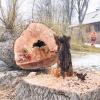 Die große Trauerweide beim Sängerheim am Mainufer wurde am Donnerstagmorgen gefällt. Der vom Pilz befallene Baum war instabil geworden und hätte nur noch einige Jahre überleben können.
