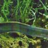 Zum Laichen in die Sargasso-See: Der Aal ist der Fisch des Jahres 2009.