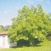 Dieser prächtige Walnussbaum ist in Mühlfeld an der Ecke Sonnenstraße/Waldweg zu finden. Er gehört zur Fotosammlung von Norbert Krauß, dem Vorsitzenden des Obst- und Gartenbauvereins Mühlfeld, der in der Kategorie „Beste Gesamtdarstellung“ beim Walnussbaum-Wettbewerb des Kreisverbandes im Jahr 2008 zu den Siegern gehörte.