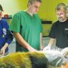 Jeweils 14 Goldkügelchen pro Seite bekam dieser Schäferhund über spezielle Kanülen in das Gewebe an den Hüftgelenken. Materialwert: 420 Euro. Nur wenige Stunden nach dem Eingriff konnte der Hund die Tierarztpraxis verlassen. Im Bild das OP-Team: Cornelia und Roger Horch sowie Gregers Gregersen aus Dänemark.