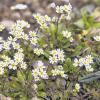 MAIN-SPESSART (wop)   Ein kleiner und unscheinbarer Frühlingsbote blüht zurzeit auf mageren, trockenen Standorten im Landkreis: das Frühlings-Hungerblümchen (erophila verna). Die Blüten bestäuben sich meist selbst; deshalb gibt es viele Kleinarten, die bisher nur unzureichend untersucht sind. Das Hungerblümchen gehört zu den ersten blühenden Pflanzen im Frühjahr. Unsere Vorfahren glaubten, dass ein zahlreiches Auftreten dieser Pflanze ein Zeichen für ein unfruchtbares Jahr sei; deshalb auch der Name Hungerblümchen.