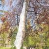 Würzburg (Rö.)   Diese weiß angemalte Rotbuche ist mal nicht auf einen dummen Streich zurückzuführen, sondern pure Absicht. Man mag es kaum glauben, aber der empfindsame Baum im Glacis am Rennweg wird so vor der Sonne geschützt. In der Vergangenheit stand der Baum in einer ganzen Gruppe von Artgenossen, doch die fielen einem Sturm im letzten Jahr zum Opfer. Jetzt stellte sich das Problem, dass der Baum ungeschützt Temperaturschwankungen ausgesetzt war. Zum Beispiel könnte zu starke Sonneneinstrahlung nach einer Kälteperiode dazu führen, dass die Rinde am Baum abplatzt. Um ihn davor zu schützen, wurde als reine Vorsichtsmaßnahme weiße Kalkfarbe auf den Stamm aufgetragen.FOTO NORBERT SCHWARZOTT