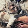 Der 13-jährigen Shih-Tzu mit Namen „Horst“ war bis vor kurzem mit 50 anderen Hunden und 50 Kleintieren in einem Pforzheimer Haushalt untergebracht. Wegen Inzucht ist der kleine Hund nicht stubenrein. DPA