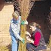 (gw)   Die Vorbereitungen für die erste Rügheimer Pflanzen- und Gartenbörse laufen auf Hochtouren. Die Pflanzen- und Gartenbörse findet am Sonntag, 3. Mai, und in Kooperation mit dem diesjährigen Dekanatskirchentag statt. Beginn ist um 10 Uhr mit einem Gottesdienst, gegen 11.30 Uhr startet die Gartenbörse rund um den Kirch- und Marktplatz. Hierfür sind seit Wochen fleißige Helfer beschäftigt, wie Elke Holzheid (links) und Elfi Reichert, die dekorative Weidenbüschel für diesen Tag gebunden haben. FOTO Gabi Budau-Wirsing