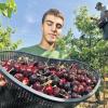 (lsw)   Landwirt Stefan Schmidt hält am Mittwoch bei Königschaffhausen (Landkreis Emmendingen) frisch gepflückte Kirschen in den Händen. Im Kaiserstuhl hat die Kirschernte begonnen. Nach Angaben von Schmidt werden pro Tag in seinen Kirschanlagen etwa 200 Kilogramm Kirschen gepflückt.
