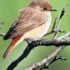 (rödi)   Passend zur „Stunde der Gartenvögel 2009“, bei der vom 8. bis 10. Mai in ganz Deutschland Gartenvögel gezählt werden, bietet der Landesbund für Vogelschutz (LBV) eine Vogelstimmenwanderung am Samstag, 9. Mai, in Waldzell an. Die Naturlandschaft um Waldzell beheimatet eine Vielzahl an Vogelarten. Besonders jetzt im zeitigen Frühjahr  lassen sich im Streuobstgebiet die Höhlenbrüter wie Trauer- und Halsbandschnäpper, Gartenrotschwanz (im Bild), Grün- und Mittelspecht und die Waldbewohner Dohle und Hohltaube gut beobachten. Insgesamt werden über 30 Arten erwartet. Die Teilnehmer lernen einzelne Vogelstimmen kennen und erfahren Wissenswertes über unsere heimische Natur. Treffpunkt ist um 7 Uhr an der Kirche; die Dauer der Exkursion beträgt drei bis vier Stunden. Unterlagen gibt es zu Beginn der Exkursion. An festes Schuhwerk denken und möglichst ein Fernglas mitbringen.