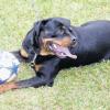 Schön und erfolgreich: Jule von der Königskanzel ist der schönste Rottweiler Unterfrankens.