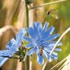 (napo)   Die Hainschwebfliege (Episyrphus balteatus), auch als Winterschwebfliege bekannt, gehört zur Familie der Schwebfliegen. Die Nützlinge dezimieren Blattläuse an Kulturpflanzen. Die Schwebfliege kann leicht mit Wespen verwechselt werden, da sie ihr Aussehen täuschend ähnlich imitiert. Beim genauerem Hinschauen erkennt man jedoch sofort, dass die Hainschwebfliege, wie auch verwandte Arten, nur zwei Flügel besitzt. 2004 wurde sie zum Insekt des Jahres gewählt. Auf dem Foto ist ein Männchen auf einer Wegwarte und eines im Anflug gut zu erkennen.
