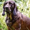 Der fünfjährige Schweißhund Hubertus vom Thumbachtal von Andreas Irle wird Kontrollhund sein, wenn zwölf andere Hunde bei der Tagung des Internationalen Schweißhundeverbandes ISHV in Bad Brückenau geprüft werden.