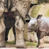 (lby)   Das Panzernashorn-Mädchen Seto Paitala (nepalesisch für weißer Fuß) steht am Donnerstag im Tiergarten in Nürnberg neben seiner Mutter Purana im Gehege. Nashornbaby Seto Paitala ist am 27. August mit einem weißen Vorderbein geboren worden – ein Phänomen, das Angaben des Tiergartens zufolge bislang bei Panzernashörnern noch nicht beschrieben wurde.