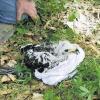 Mit Hilfe einer langen Leiter ging es hoch zum Horst der Wespenbussarde. Sicher im Stoffbeutel sitzend brachten die Vogelfreunde das Jungtier zum Beringen nach unten auf den Waldboden.