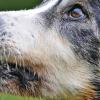 Die Berner Sennenhündin Penny ist 25 Jahre alt und damit vermutlich der älteste Hund der Welt.