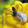 (mim)   Beutefang: Das Weibchen der Veränderlichen Krabbenspinne harmoniert gut mit der Farbe einer gelben Rose und hat sich bereits eine Fliege geschnappt. Gesehen und abgelichtet in einem Hausgarten in Sulzheim.