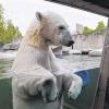 (lsw)   Eisbär Wilbär schaut in Stuttgart durch eine Scheibe seines Geheges. Noch in diesem Monat wird Wilbär die Stuttgarter Wilhelma verlassen und künftig in Orsa (Schweden) in einem Bärenpark leben, teilte Wilhelma-Direktor Jauch am Dienstag mit. Die Trennung von Mutter Corinna ist nötig, da Eisbärenmütter ihre erwachsenen Kinder mit Nachdruck und Beißattacken vertreiben.