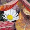 (ng)   Das Gänseblümchen ist nimmermüde: Schon im Februar kann man seine Blüte bewundern und es erfreut auch im Herbst und Winter, wenn fast alle anderen Blumen sich verkrochen haben. Die gelben Röhrenblüten und weiß oder rötlich überlaufenen Zungenblüten lassen sich auch vom Herbstlaub nicht unterkriegen. Am Abend und bei feuchter Witterung schließen sich die Randblüten zur Schlafstellung. Die Blüten des Gänseblümchen ertragen bei trockener Luft bis zu zweistellige Minusgrade. In Gärten wird es als gefülltes Maßliebchen gezogen. Der botanische Name Bellis perennis bedeutet so viel wie schöne Ausdauernde. Mit Volksnamen ist die Pflanze als Augenblümchen, Maiblume, Marienblümchen, Sonnentürchen, Regenblume oder Tausendschön bekannt. Gänseblümchen oder Gänseliesl nennt es der Volksmund, weil Gänse es als Leckerbissen verzehren.