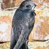 Flugkünstler: Mauersegler an Backsteinwand. Nur drei Monate bleiben die Vögel in Deutschland, um zu brüten und Junge aufzuziehen, dann geht es zurück in den Süden.
