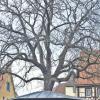 Den Planbaum gibt's bald scheibchenweise
