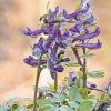 (wop)   Zwei Lerchenspornarten blühen im zeitigen Frühjahr im Landkreis. Der Gefingerte Lerchensporn (Corydalis solida) und der Hohle Lerchensporn (Corydalis cava). Die Lerchensporne gehören zur Pflanzenfamilie der Mohngewächse und blühen im April oft in großen Gruppen in feuchten Laubwäldern.Foto: W. Piepers