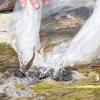 Mit Karpfen gegen die Algen: Silberkarpfen und Graskarpfen wurden vom Bautrupp der Stadt in die Weth eingesetzt.