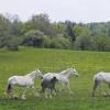Engländer in der Rhön: Die seltene Shire-Horse-Rasse wird in Kilianshof gezüchtet. Am Sonntag findet hier die 1. Shire Horse Landeszuchtschau in Bayern statt.