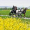 Zwei Pferdestärken voraus: Gottfried Schäfer aus Volkach mit seinem Sportbreak, vorgespannt ein bayerisches und ein deutsches Warmblut.