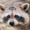 Einwanderer mit Zorro-Maske: Waschbären sind eigentlich in Nord- und Mittelamerika heimisch. In den vergangenen Jahrzehnten breiteten sie sich in ganz Deutschland aus. Wenn auch noch selten, so trifft man die pelzigen Jäger auch im Raum Gerolzhofen an.