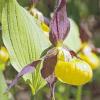 (ng)   Eine der schönsten heimischen Orchideen, der gelbe Frauenschuh, hat jetzt seine Blüten geöffnet. Die seltene Pflanze ist noch im Naturschutzgebiet Ruine Homburg und an einigen anderen Stellen im Landkreis Main-Spessart zu finden. Da sie sich auch über Wurzelsprosse vermehrt, steht sie nicht selten in Gruppen zusammen. Vier purpurbraune, kreuzförmig gestellte Blütenblätter umgeben die zitronengelbe, schuhartig aufgeblasene Unterlippe. Dieser verdankt der Frauenschuh seinen Namen. Das schuhartige Gebilde stellt eine sogenannte Kesselfallenblüte dar. Die Arbeitskreise Heimische Orchideen (AHO) haben den Frauenschuh zur Orchidee des Jahres 2010 gewählt.