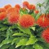 (ka)   Mit ihrem leuchtenden Blutorange waren die 28 kugelförmigen Blüten mit den auffällig langen Staubfäden der Blutblumen von Diethelm Heim heuer eine wahre Augenfreude. „So prächtig blühten sie noch nie“, freute sich der Karlstadter, der die Pflanzen aus der Familie der Amaryllisgewäche in seinem Hof mit normalen Blumendünger und Wasser hegt und pflegt. Um sie in der kalten Jahreszeit im Keller überwintern zu können, hat er sie in vier getrennte Blumentöpfe gesetzt. Blutblumen, lateinisch Scadoxus multiflorus, stammen ursprünglich aus Afrika und sind dort mit Ausnahme der trockensten Zonen vorwiegend in den Tropen in der Nähe von Flüssen und Bäumen zu finden. Im Handel werden die Blumen auch als Feuerball-Lilie angeboten.