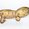 (hr)    Seit Samstag gehört ein Kartoffelhund zum Gefolge des „Kartoffelkönigs“ Eduard Stenger. Übergeben wurde dieses seltene Hunde-Exemplar von dem Sendelbacher Klaus Kühlmann. Dass der Sendelbacher Kartoffelhund einen ungewöhnlich großen Kopf hat, lässt erahnen, dass dieser Hund zu großen geistigen Leistungen in der Lage ist, die er auch als Begleiter des Kartoffelkönigs erbringen muss. Das Lebensalter des Kartoffelhundes ist natürlich relativ gering und erstreckt sich nur über einige Monate.