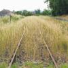 Zugewachsen: Die stillgelegte Bahnstrecke von Jossa nach Wildflecken, die fast zugewuchert ist, soll 2011 nun zu einem Radweg umgebaut werden.