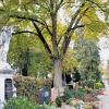 Hauptfriedhof: Hier dominiert zwar noch das klassische Bild. Der Trend geht eindeutig zur Urnenbeisetzung.