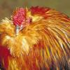 Uralte Hühnerrasse: Liebhaber und Züchter belgischer Bartzwerge treffen sich vom 11. bis 14. November zur 44. Hauptsonderschau der Bartzwerge beim Kleintierzüchterverein Nüdlingen. Fast tausend Tiere sind bereits gemeldet.