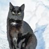 Winterspeck: Die Katzenhilfe lässt ausgesetzte, verwilderte Hauskatzen kastrieren – und sorgt dafür, dass sie sich die Bäuche füllen können, um für die kalte Jahreszeit gewappnet zu sein.