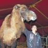 Im Zeltstall: Die Tiere haben viel Platz. Neben dem Kamel, im Bild mit Charly Heilig, überwintern Ponys, Esel und Lamas unter dem Zeltdach in Gochsheim.