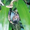 Blumige Bettstatt: Die Wollfledermaus aus dem Urwald von Borneo in ihrem Schlafquartier, der Kannenpflanze.MICHAEL SCHÖNER
