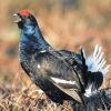 Ein stolzer Birkhahn: bislang noch ein seltener Anblick in der Rhön. Durch die Auswilderung von schwedischem Birkwild soll der Bestand im Naturschutzgebiet gesichert werden.