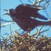 Schöner Vogel, lästiger Vogel?: Die Saatkrähe wurde von der intensiv bewirtschafteten Flur in die Städte vertrieben, jetzt sind die intelligenten Vögel, die in Kolonien auftreten, auch hier unbeliebt.