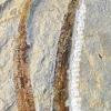 230 Millionen Jahre alt: Bei „Taeniopteris kelberi“, dem neuerdings nach dem Würzburger Klaus-Peter Kelber benannten Pflanzenfossil, handelt es sich um die eigenartig spitz zulaufenden Blätter einer vorzeitlichen Trias-Cycadee (Palmfarn).