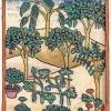 Die erste gedruckte botanische Buchillustration überhaupt: Konrad von Megenberg, „Das Buch der Natur“, Augsburg 1475.
