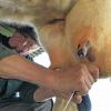 Die Milch macht's: Von Hand wird zwar schon lange nicht mehr gemolken, aber die Milcherzeuger richten sich nach dem Verbraucherwünschen. Und die gehen in Richtung regionaler Milchprodukte oder gentechnikfrei erzeugter Ware.